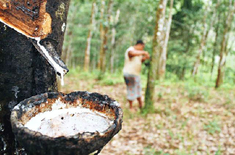 Harga Karet di Bengkalis Merosot, Petani Mengeluh